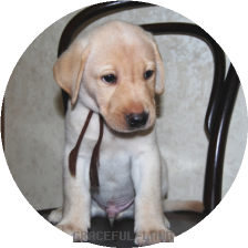 男の子(ブラウン母マリー)